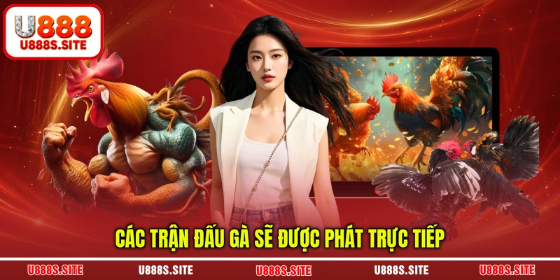 Các trận đấu gà sẽ được phát trực tiếp